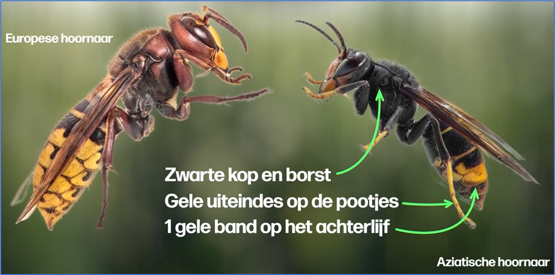 hoe een Aziatische hoornaar herkennen?